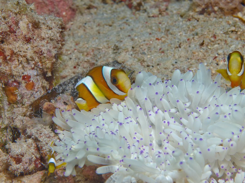 Clown Fish, Bounty